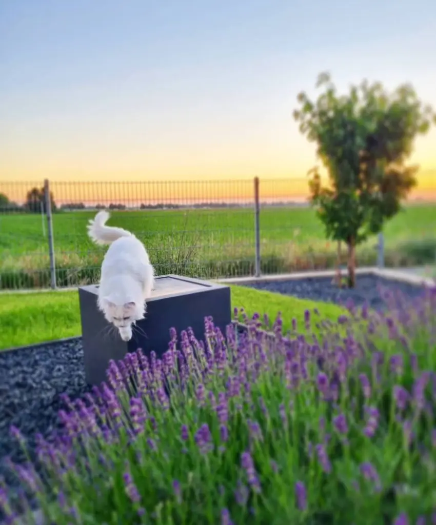 You used to love watching the sunsets in our garden :)
