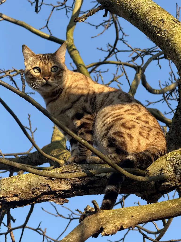 Andachtsbild von Bianca