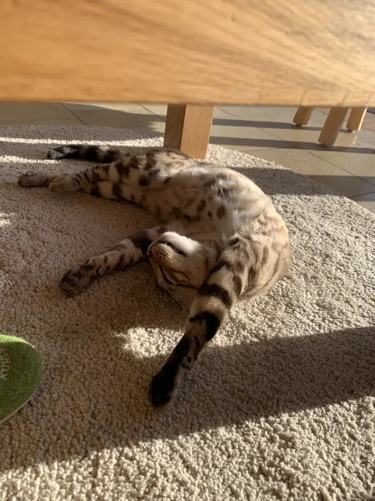 Andachtsbild von Bianca