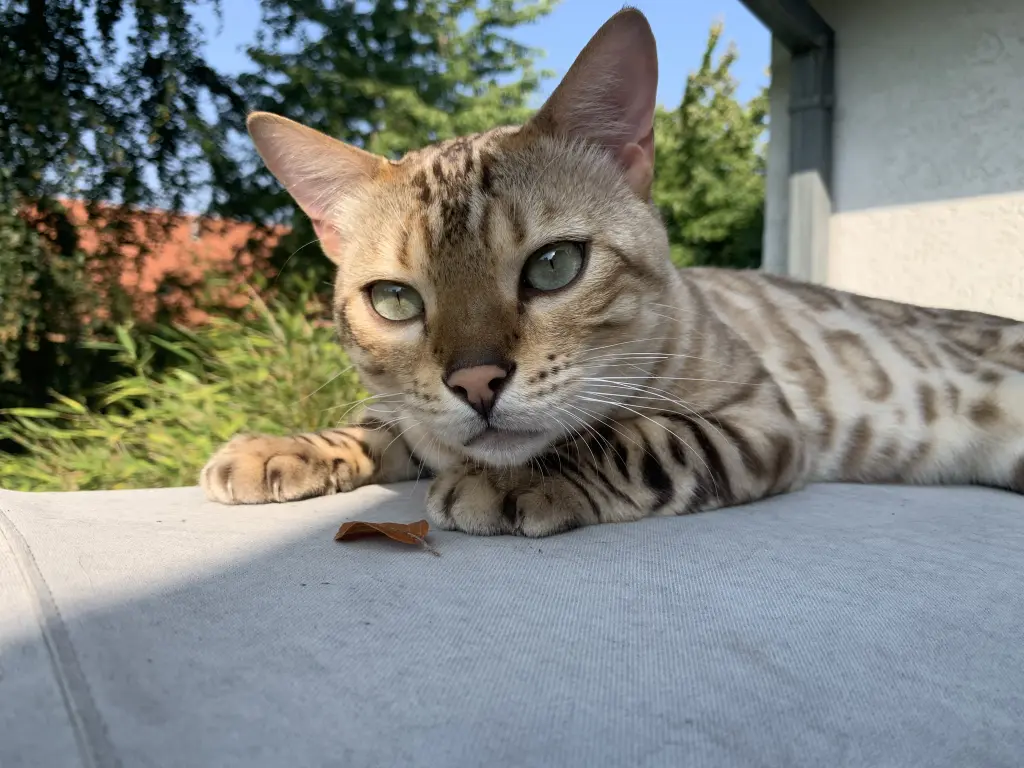 Andachtsbild von Bianca