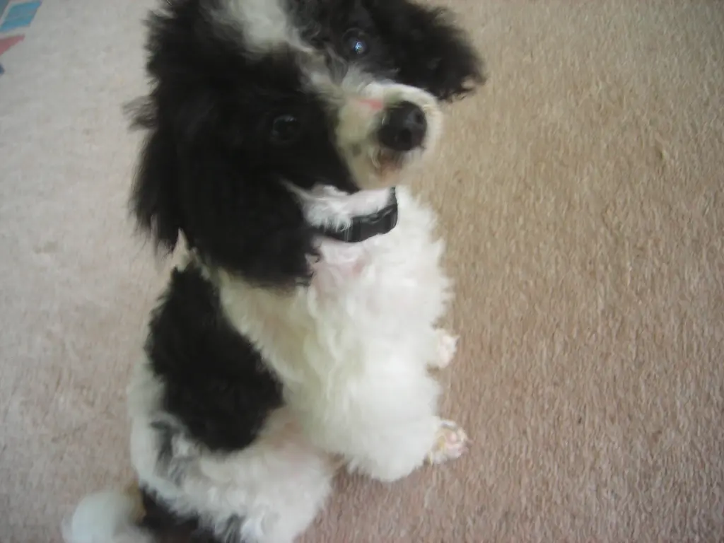 Andachtsbild von Hendrik