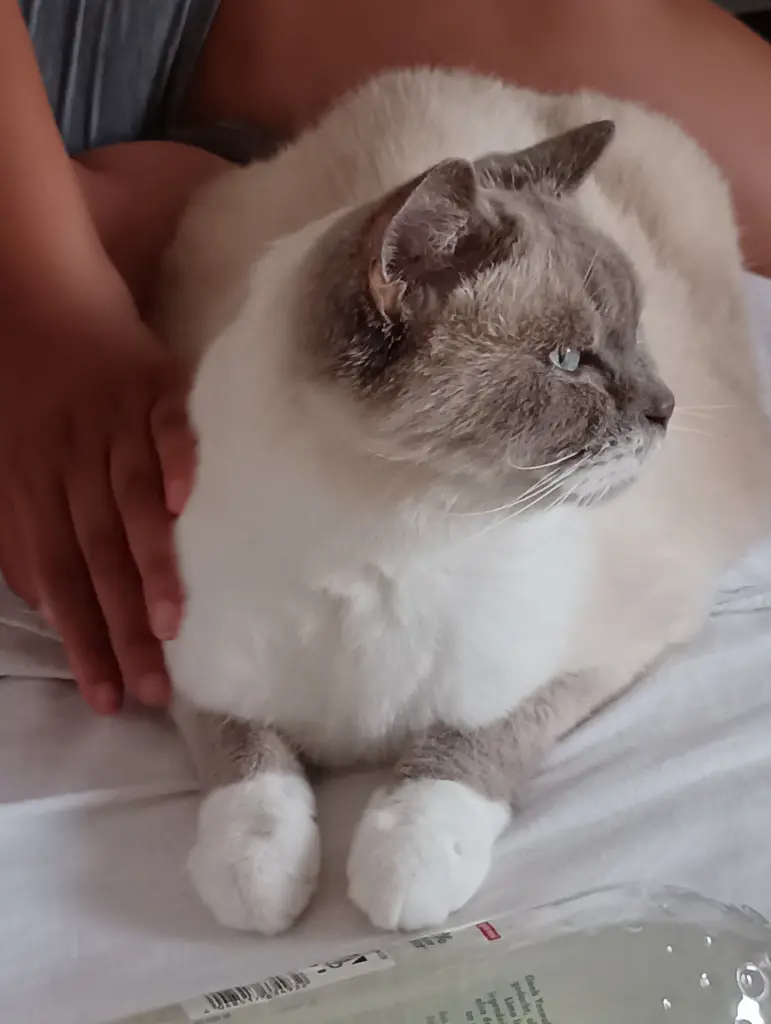 Andachtsbild von Bettina