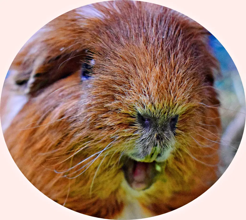Image from Paulchen