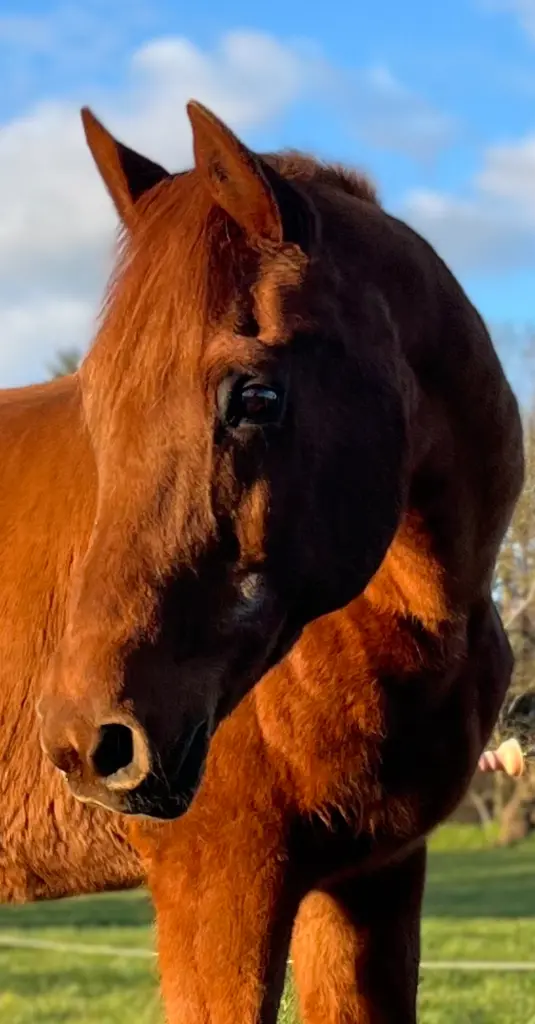 Bild von Kesimah El Chamsin