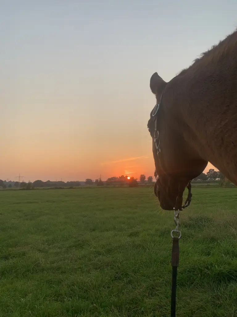 Bild von Kesimah El Chamsin