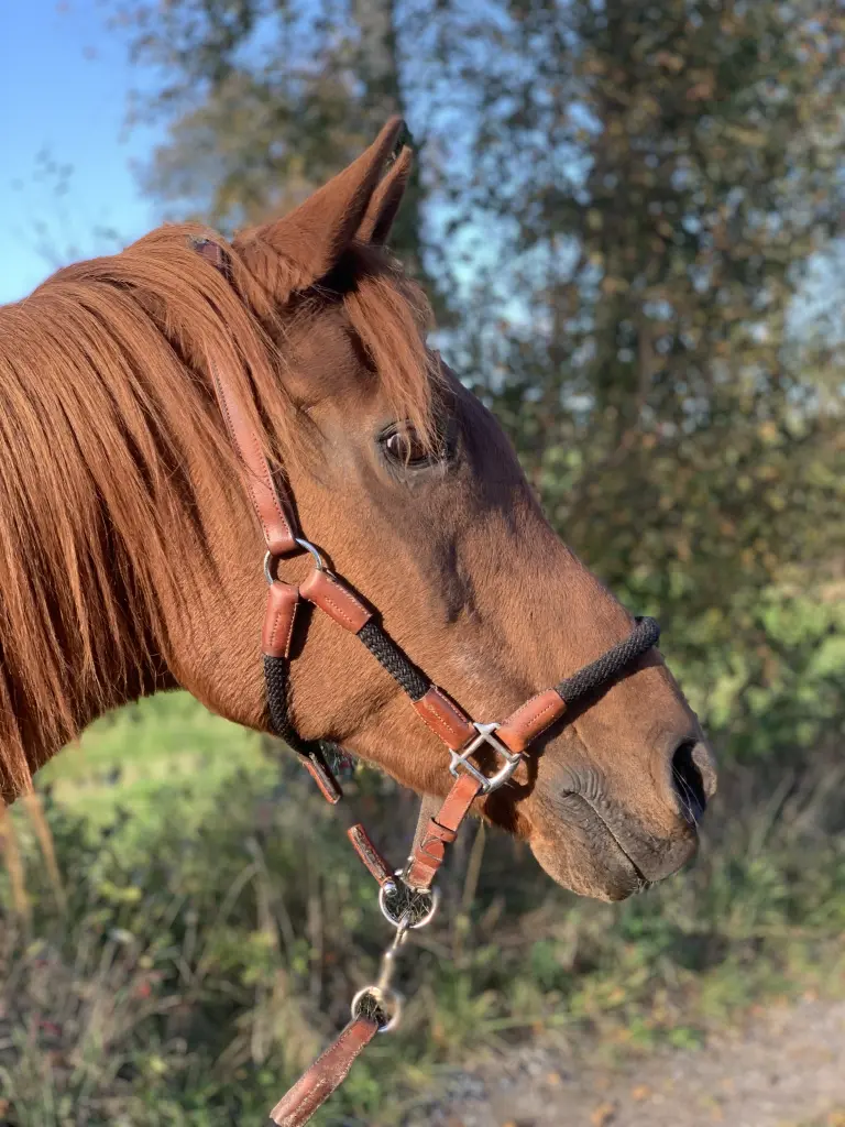 Bild von Kesimah El Chamsin