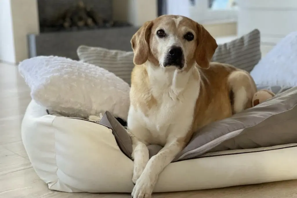Bild von Casey / Cookie 
