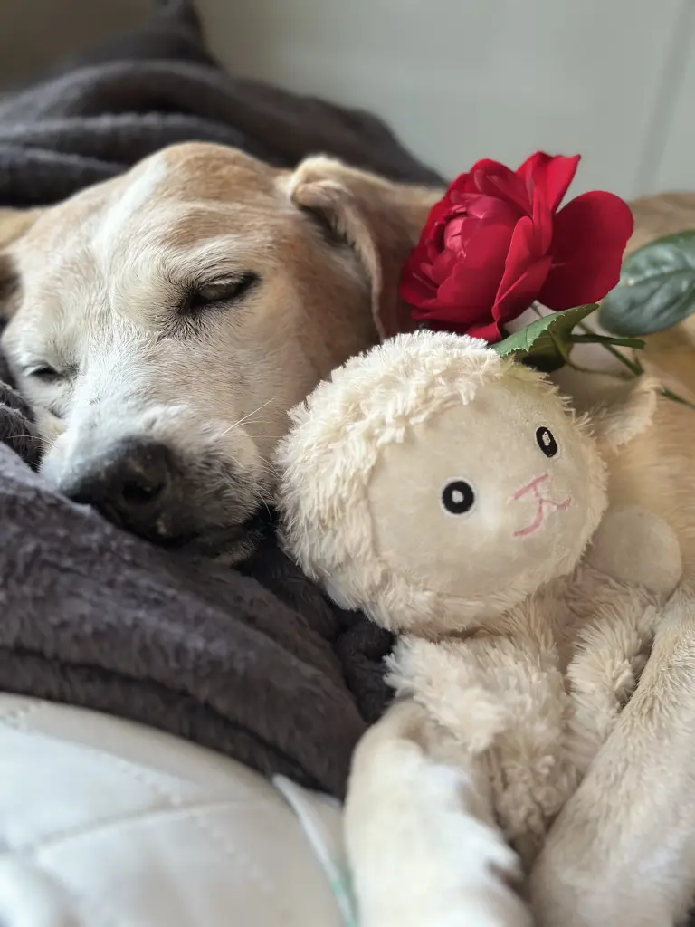 Bild von Casey / Cookie 