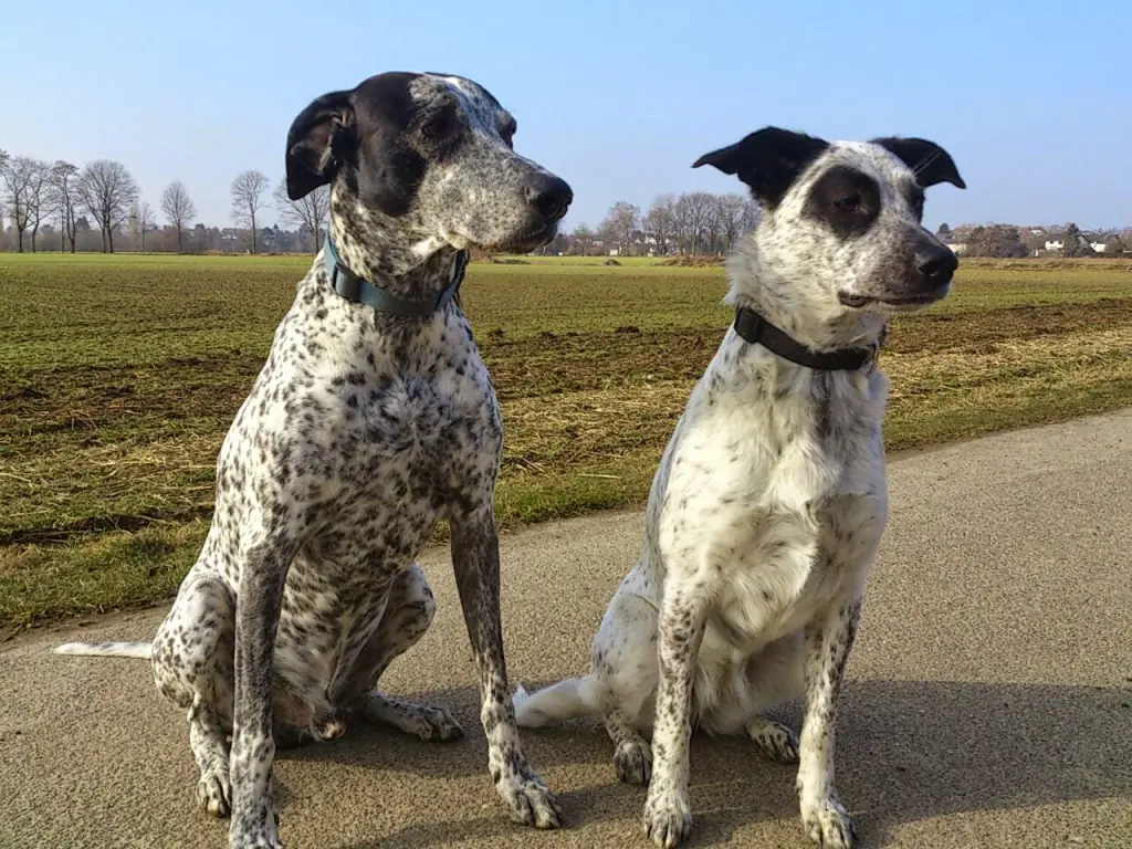 Condolence image of Ewa mit Elo im Herzen 