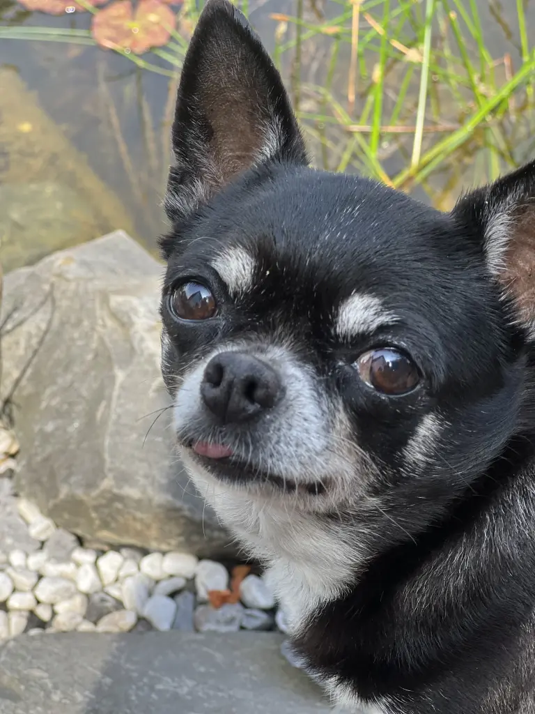 Bild von Black Pearl (Pearly)