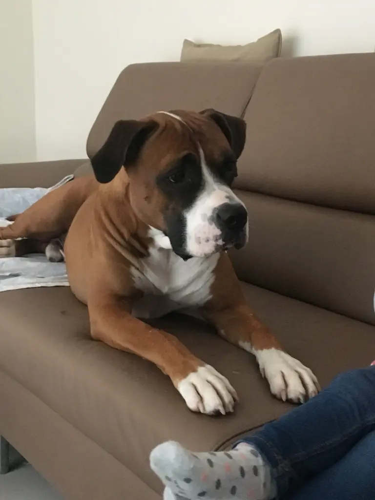 Condolence image of Kirsten und Frank mit Amiro  Hell