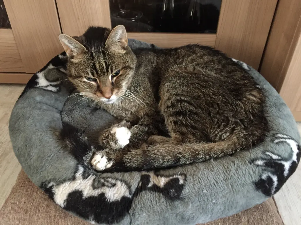 Condolence image of Brigitte