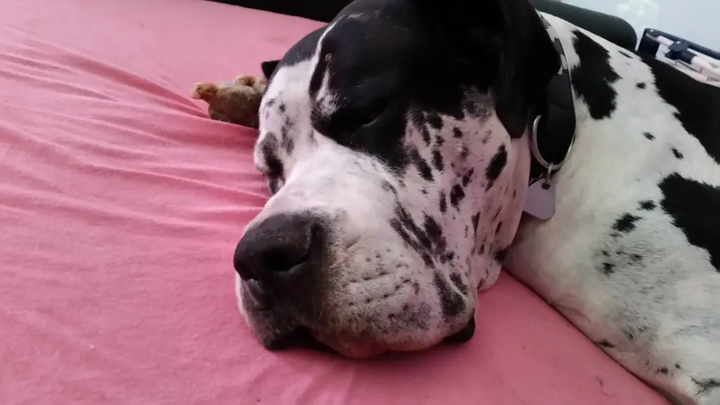 Condolence image of Daniela mit Sniper im Herzen