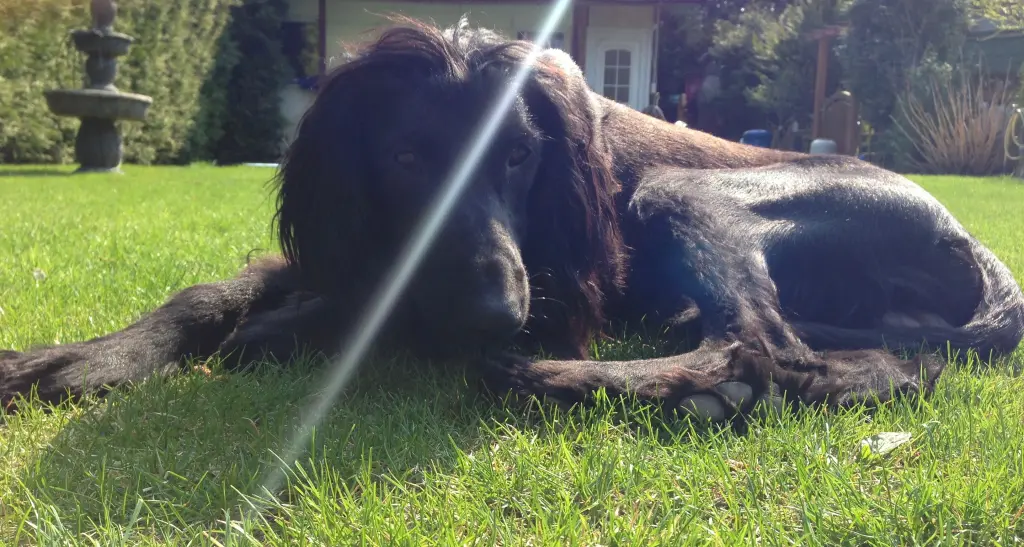 Condolence image of Patricia mit Hunter