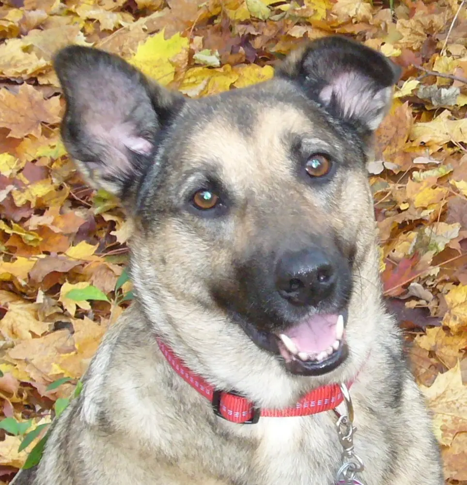 Condolence image of Gabriele mit Luna im Herzen