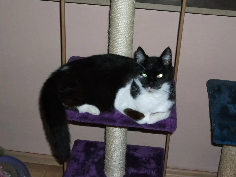 Image from Mona-Lisa