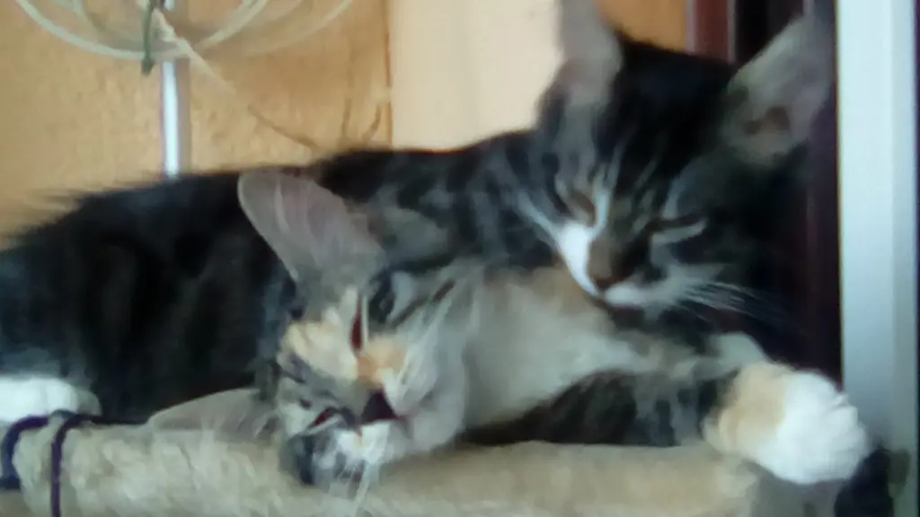 Condolence image of Rosemarie