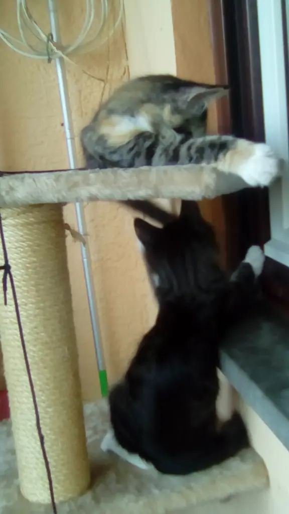 Condolence image of Rosemarie