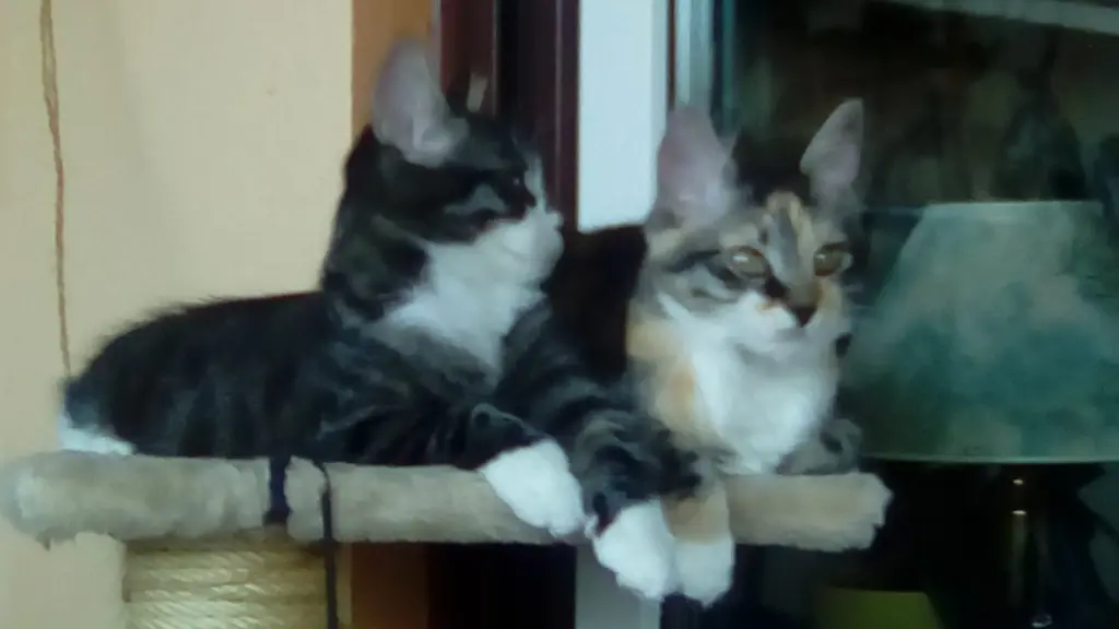 Condolence image of Rosemarie