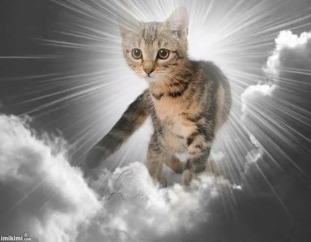 Condolence image of Susanne Glanz