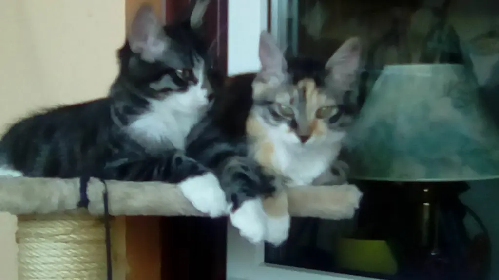 Condolence image of Rosemarie mit Minnie im Herzen