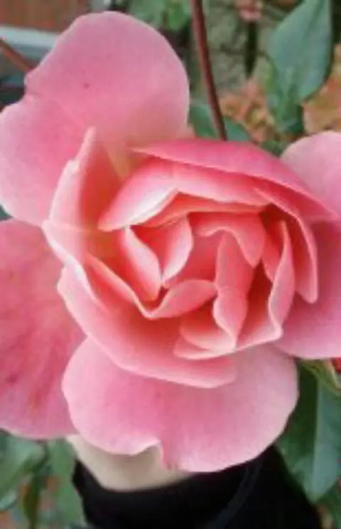 Image from Minnie Löwenkatzenmädchen