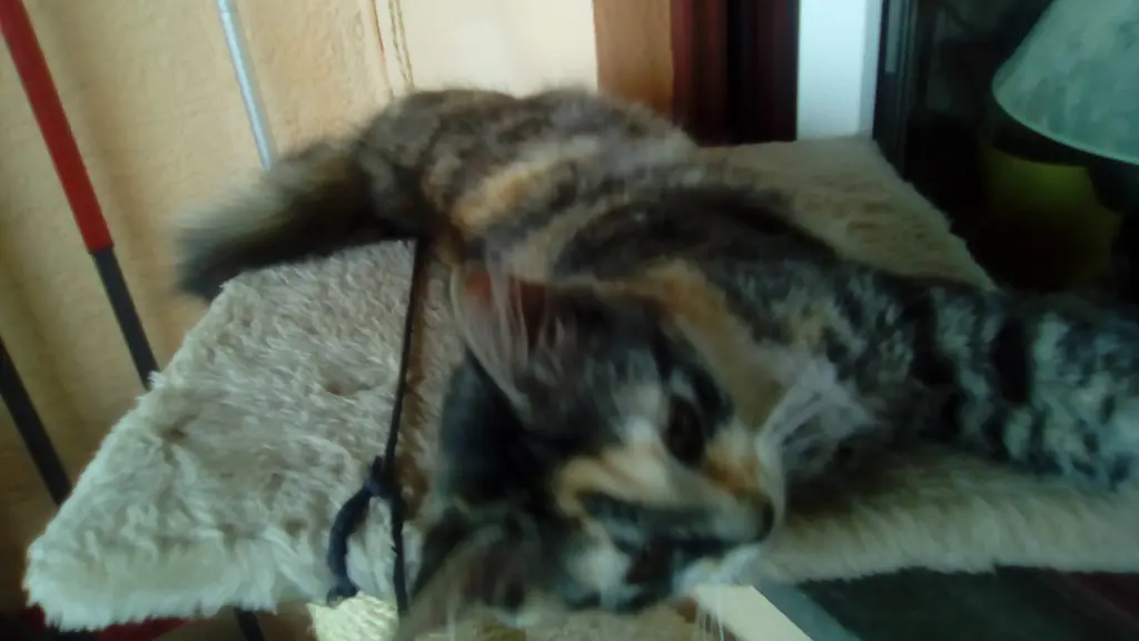 Image from Minnie Löwenkatzenmädchen