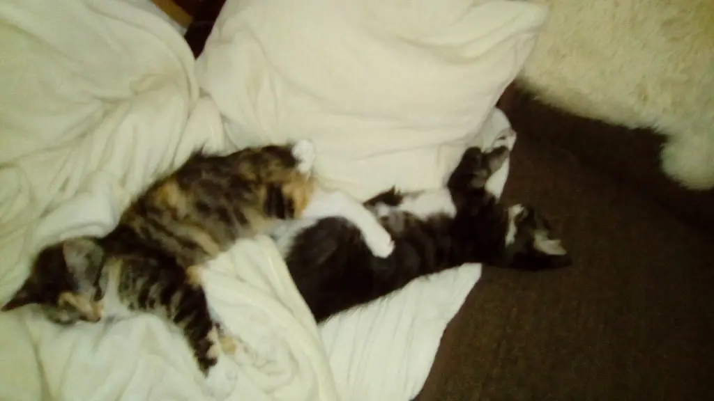 Image from Minnie Löwenkatzenmädchen