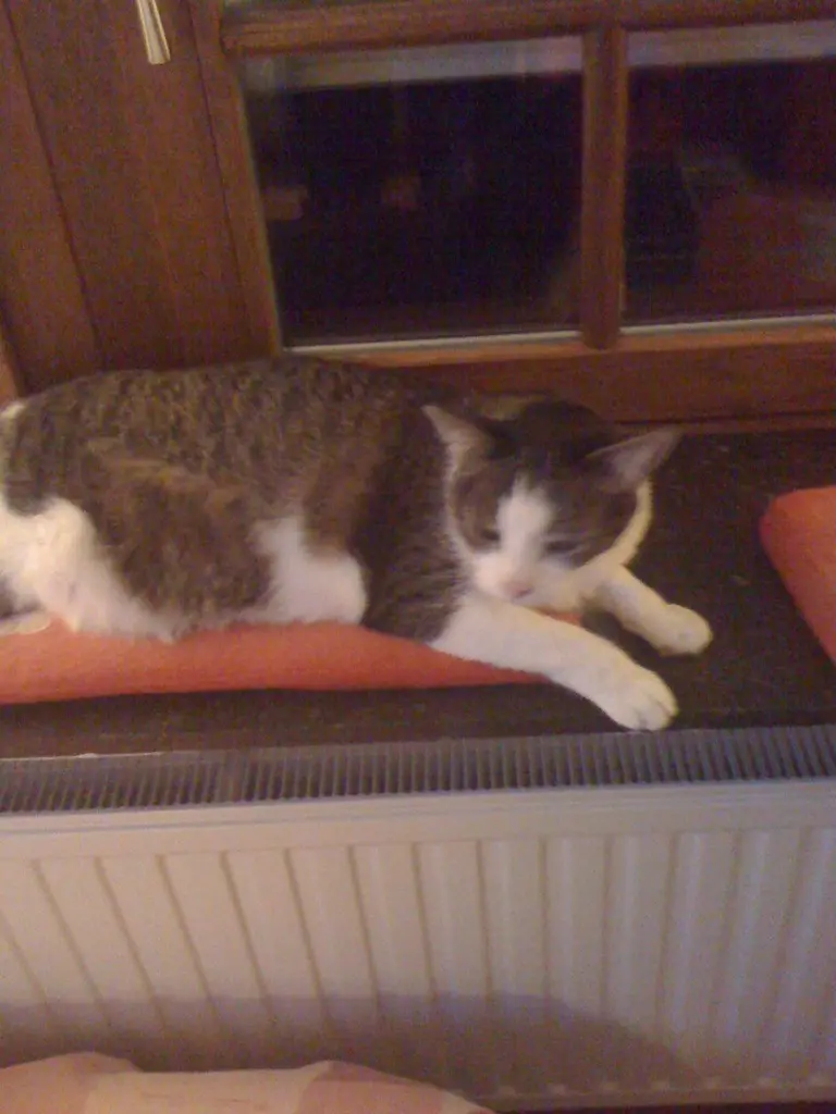 Condolence image of Evelyne Bleser