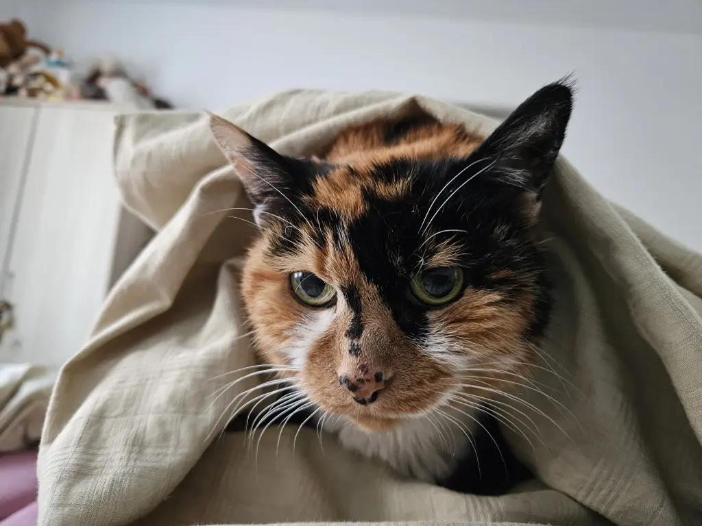 Andachtsbild von Thomas