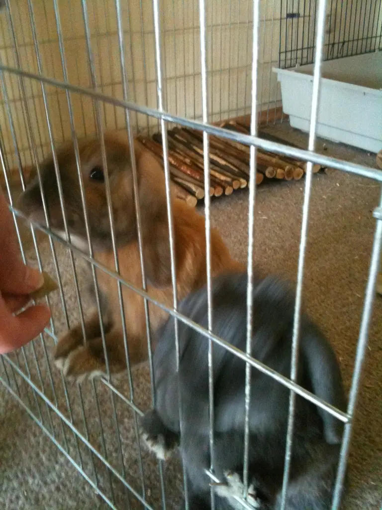 Andachtsbild von Nina