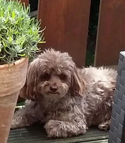 Andachtsbild von Moni