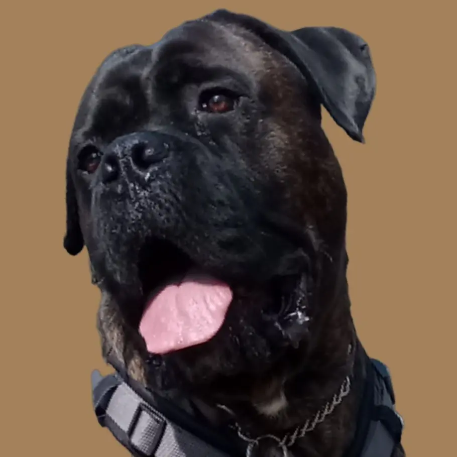 Andachtsbild von Britta mit Seelenhund Enzo tief im Herzen