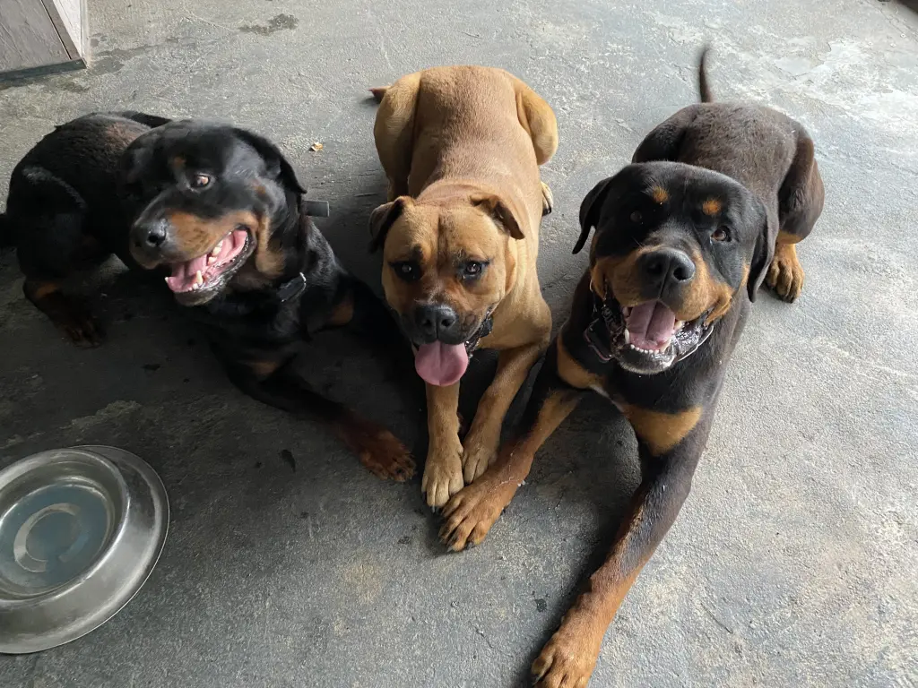 Deine Jungs sind mein Heiligtum 🫶