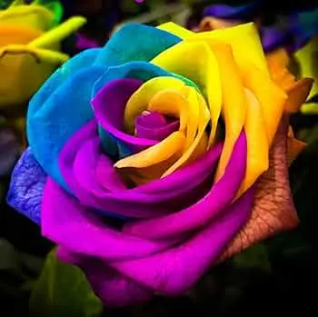 Andachtsbild von Konny mit Piccolino-Fly tief im ❤️