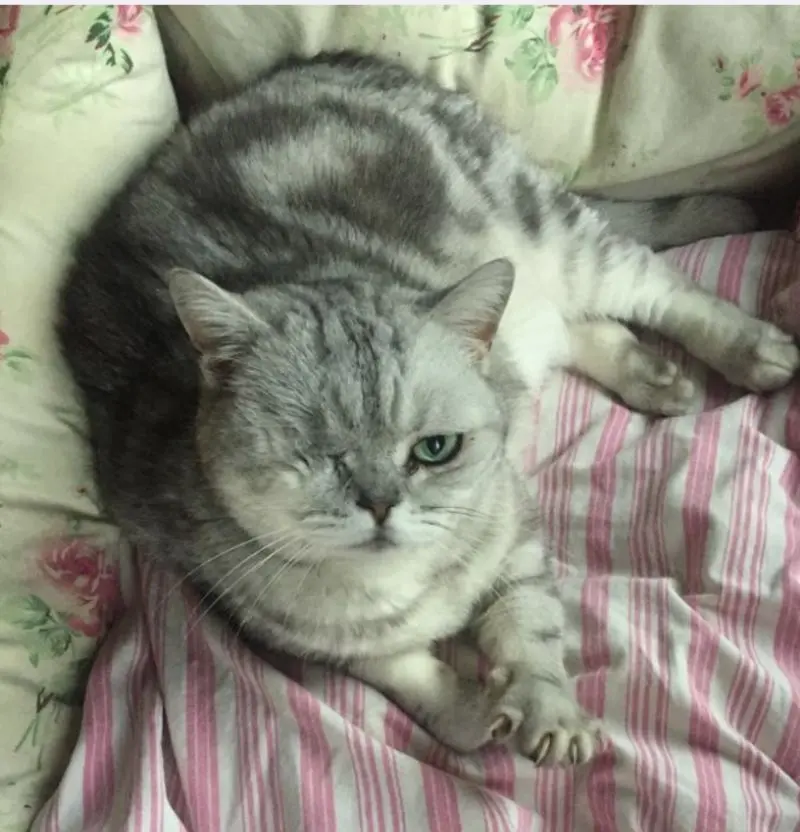 Image from Aurelia / Schnurri