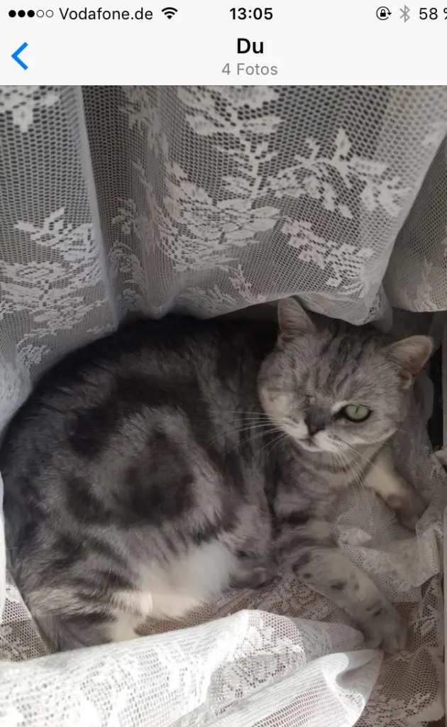 Image from Aurelia / Schnurri