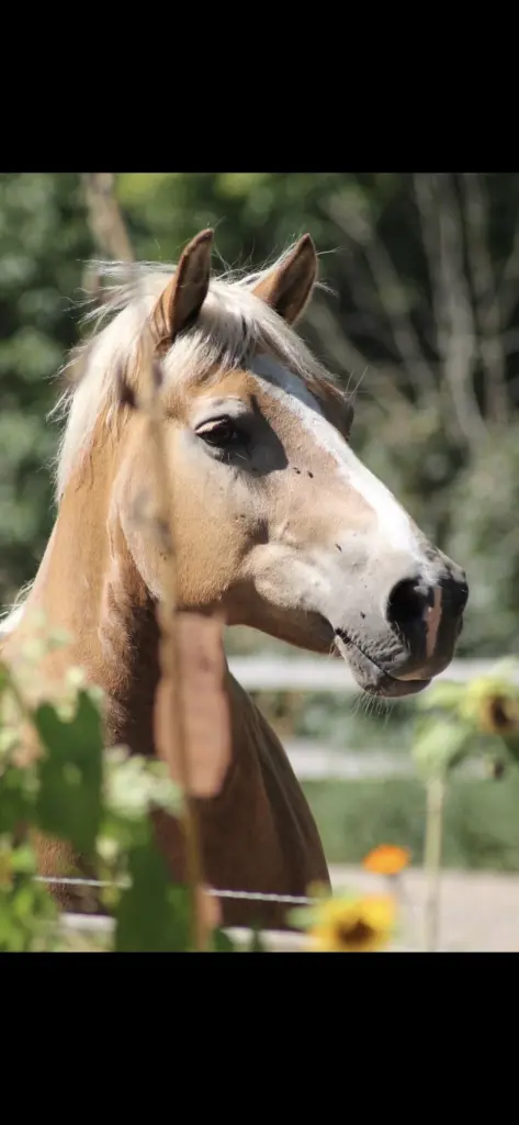 Andachtsbild von Martina