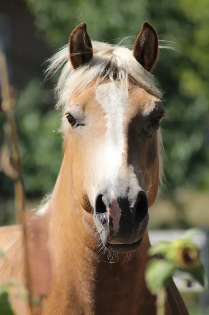 Bild von Winnie Pooh