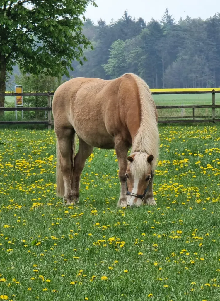 Bild von Winnie Pooh