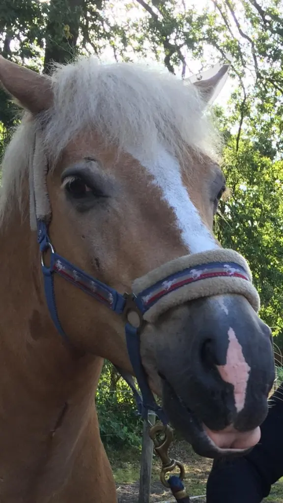 Bild von Winnie Pooh