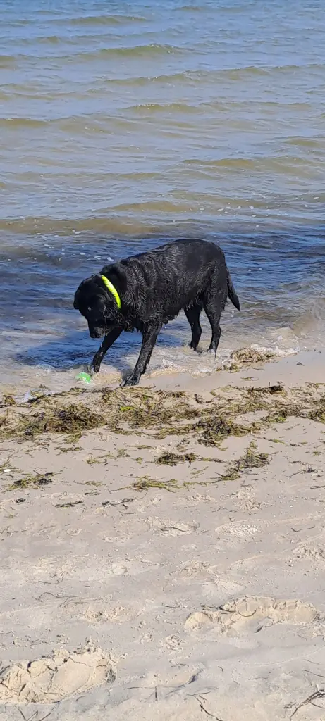 Baden und den Strand umgraben