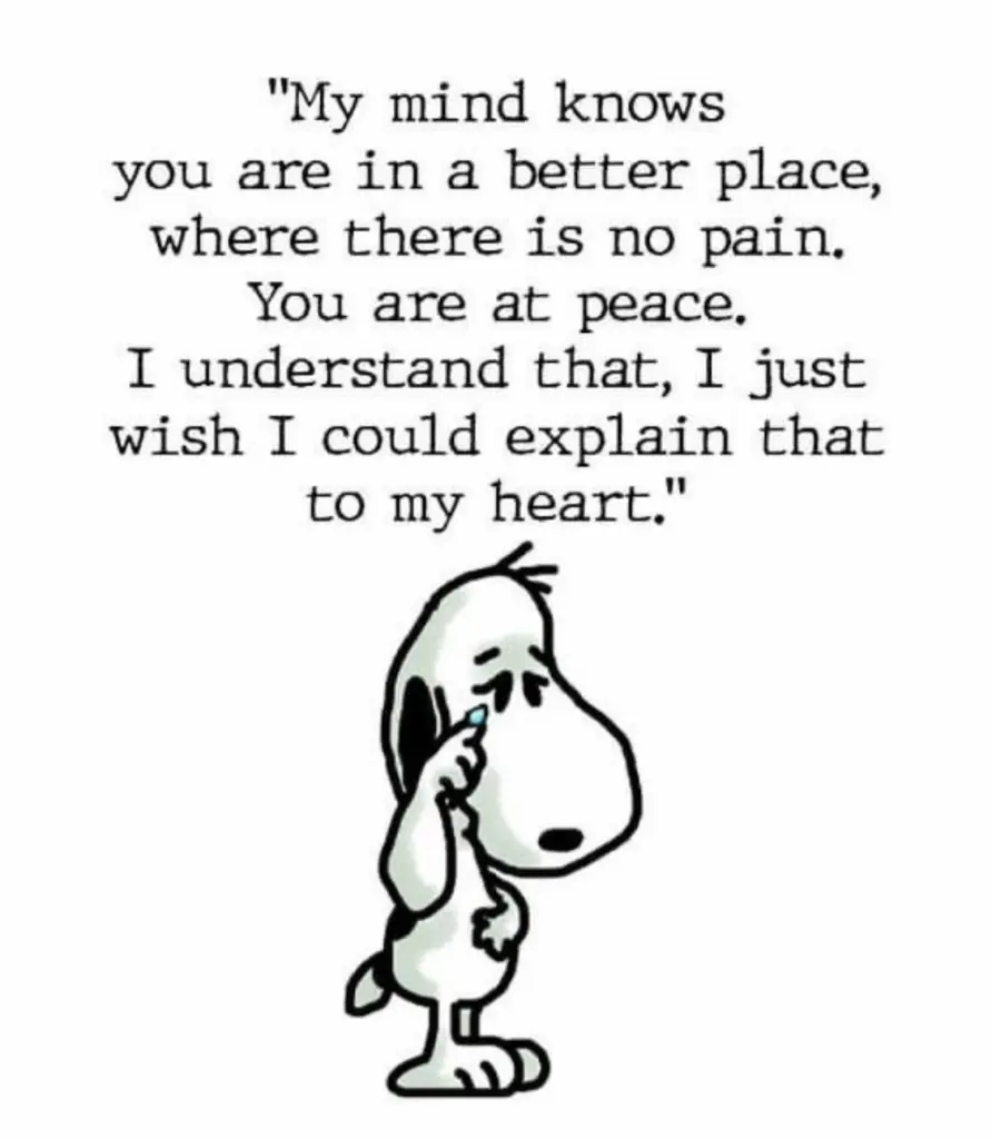 Rest peacefully little darling Balou 🙏🏻❤️