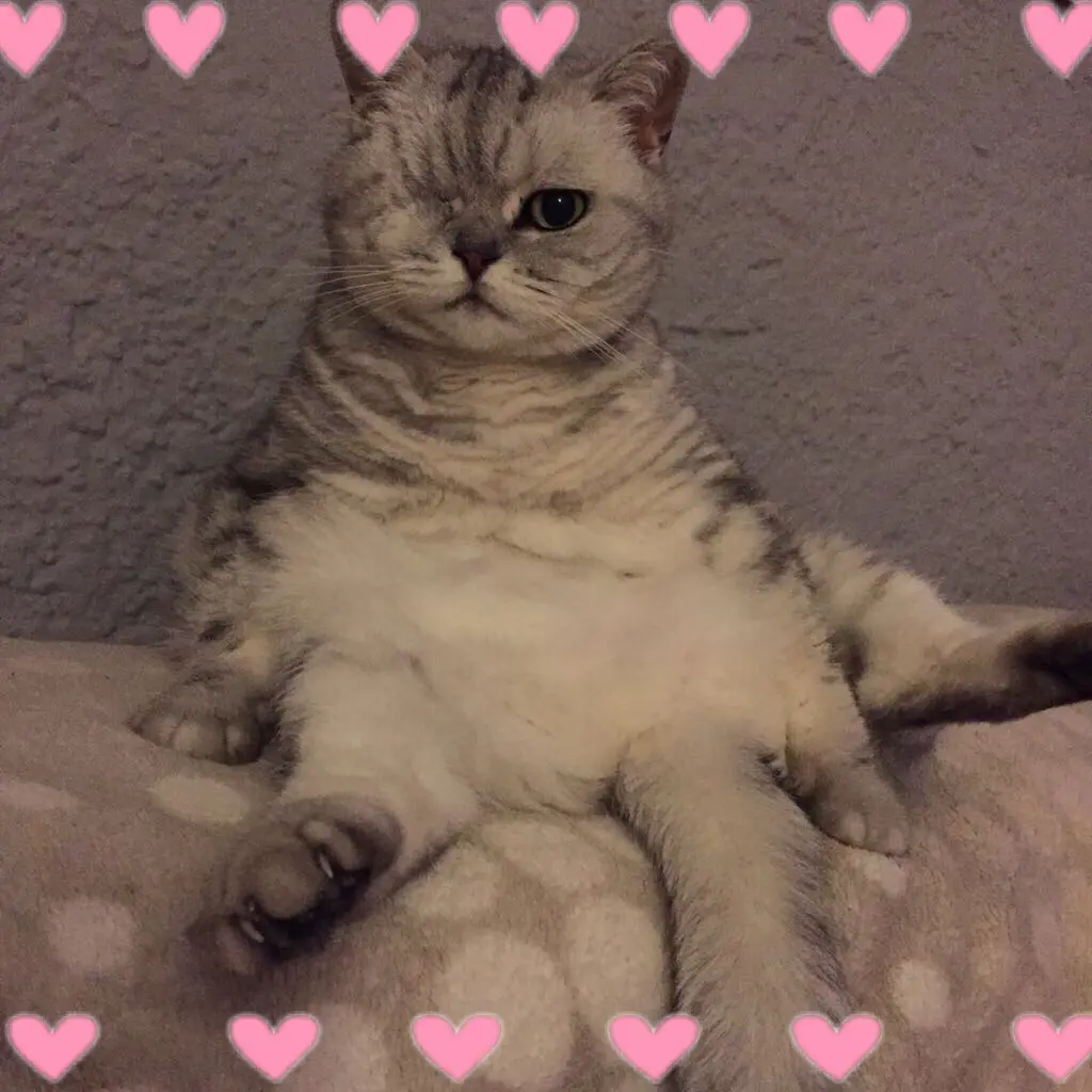 Image from Aurelia / Schnurri