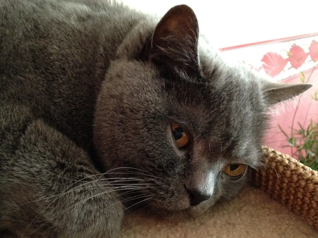 Image from Krümelchen