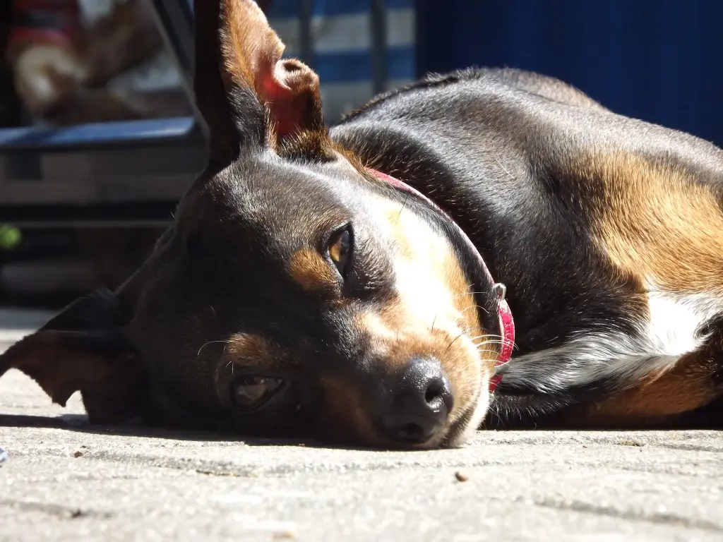 Image from Cavallina