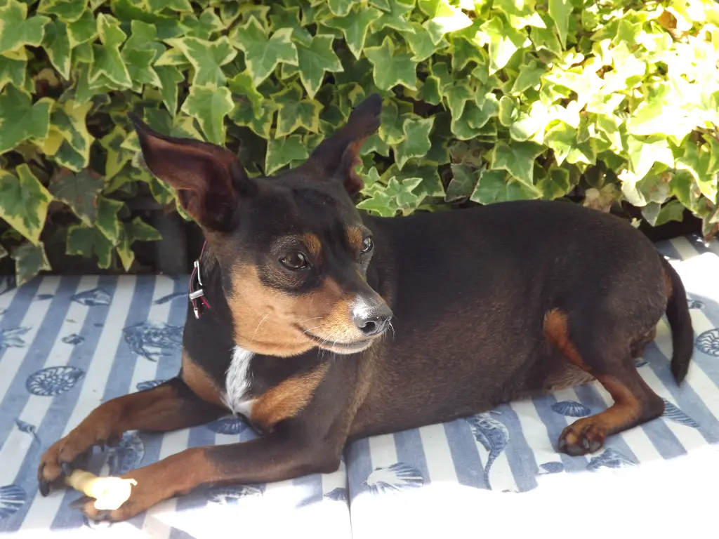 Image from Cavallina