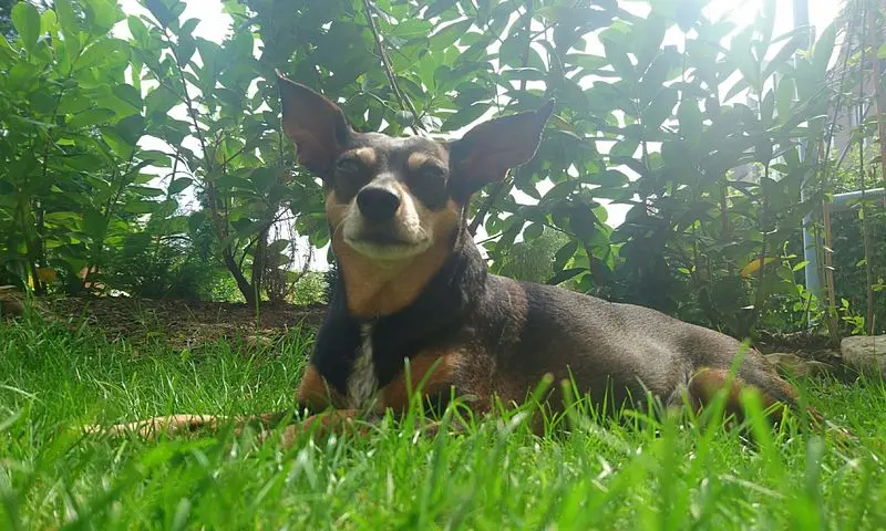 Image from Cavallina