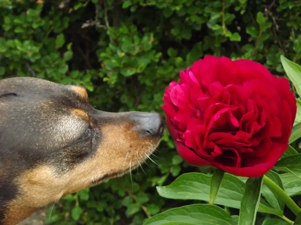 Image from Cavallina