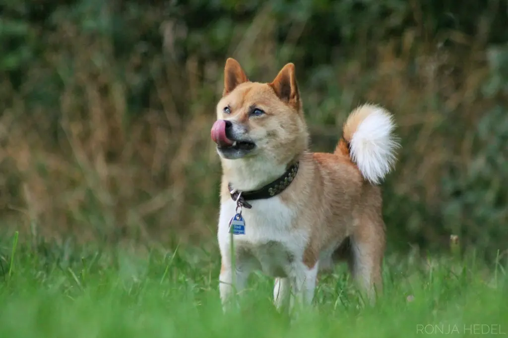Condolence image of Mia